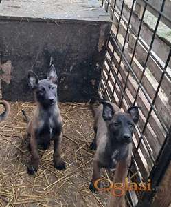 Belgijski ovčar Malinoa